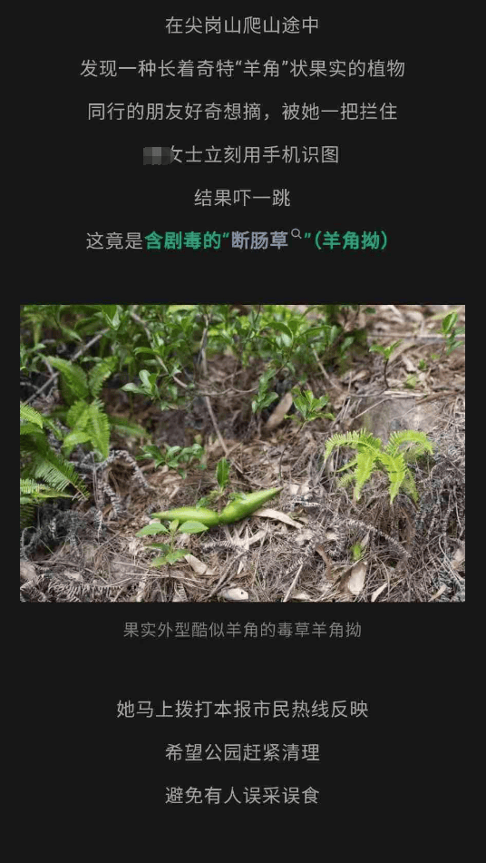696969大但人文艺术价值:大片连根铲除！深圳一公园“火速响应”引质疑，网友为它喊冤