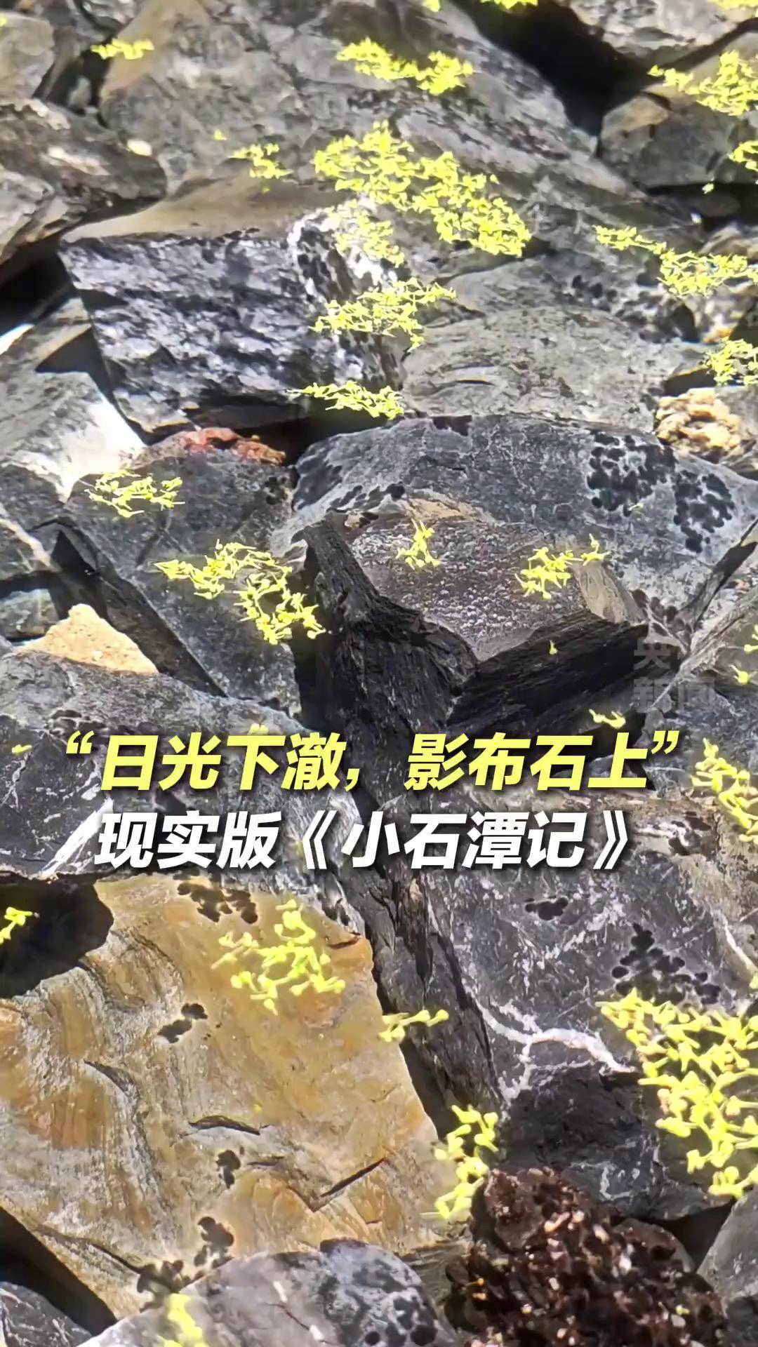 "日光下澈,影布石上."《小石潭记》场景具象化了,网友:古人诚不欺我!