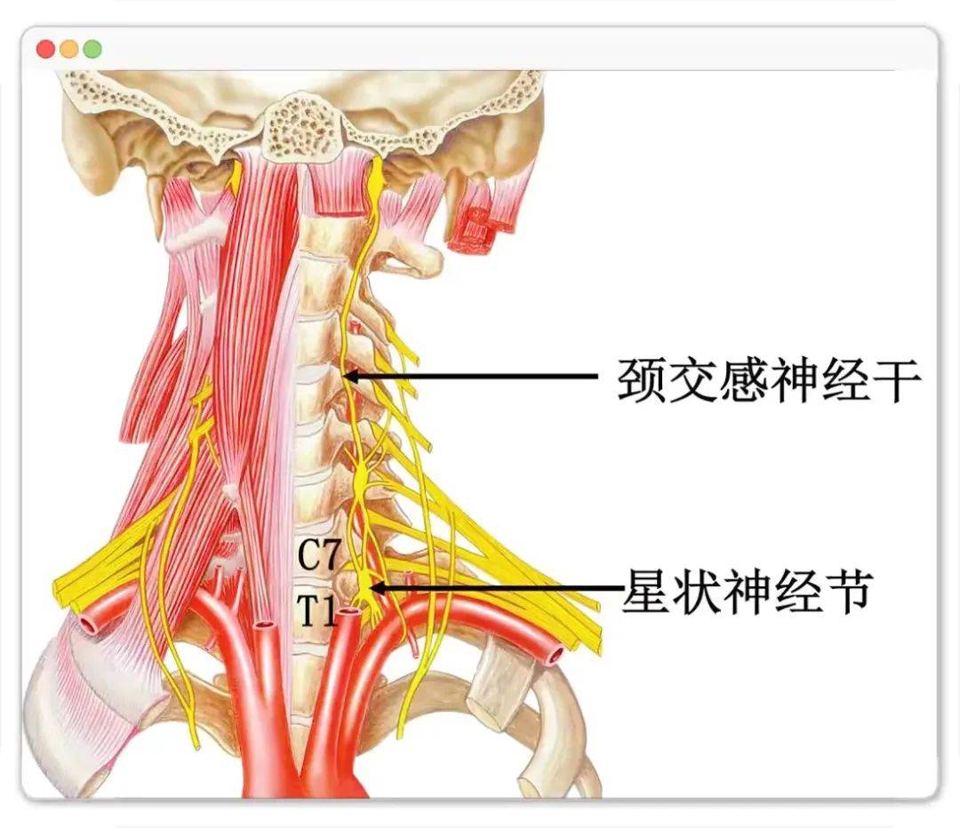 何为"星状神经节"?