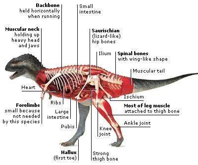 霸王龙看见得嘲笑它半年