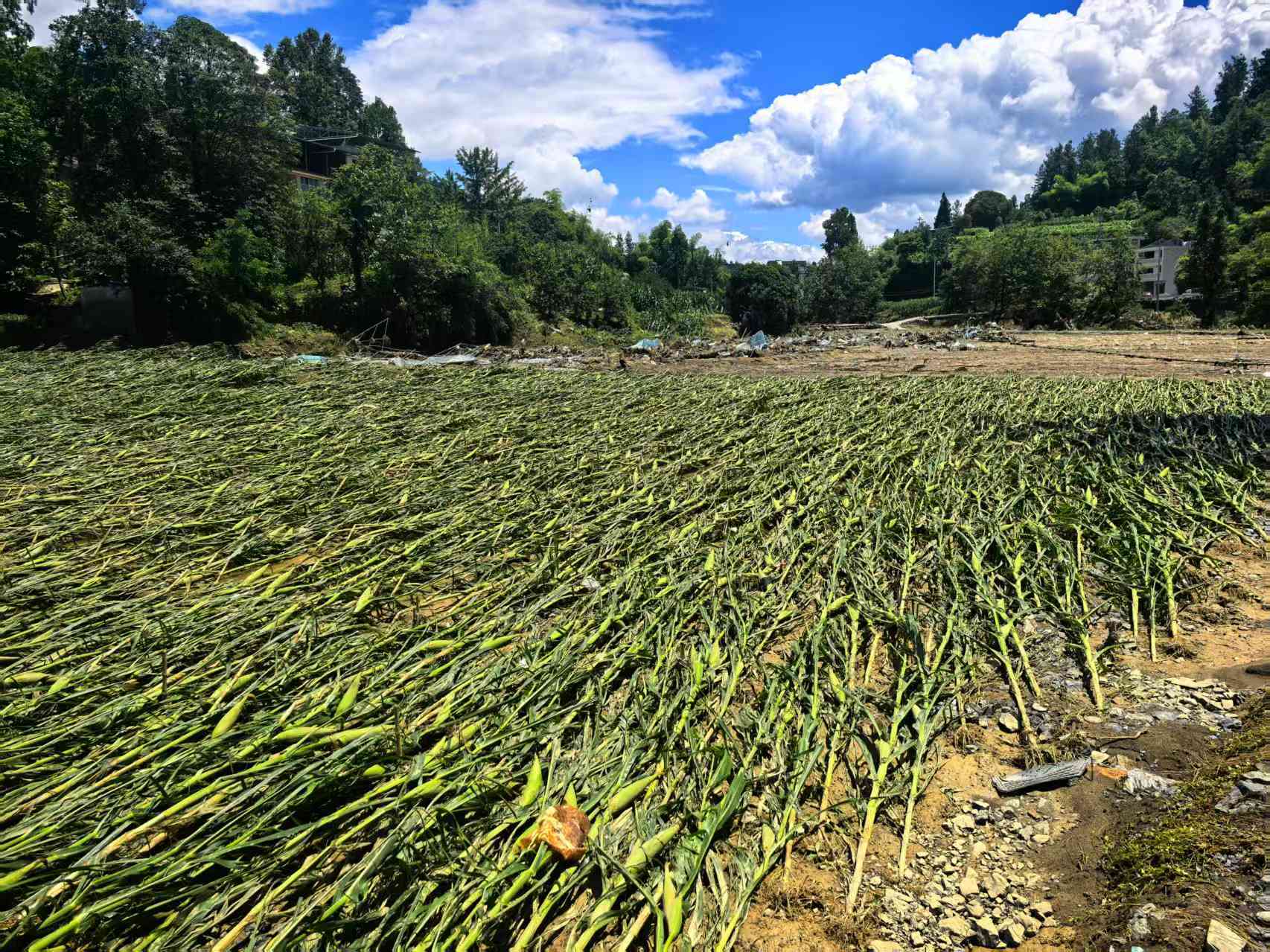 暴雨突袭显担当 抗击灾害护农安