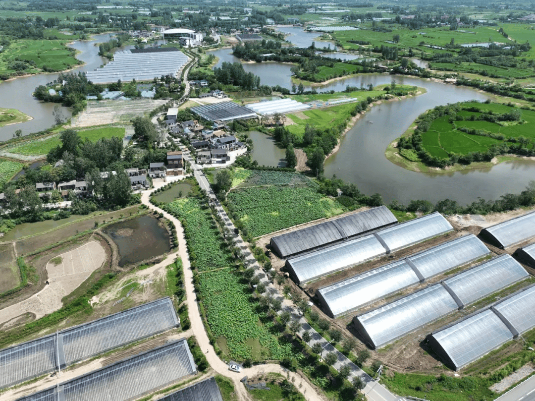 平桥区五里镇:千亩荷塘"链动"农文旅,乡村振兴绘就新图景