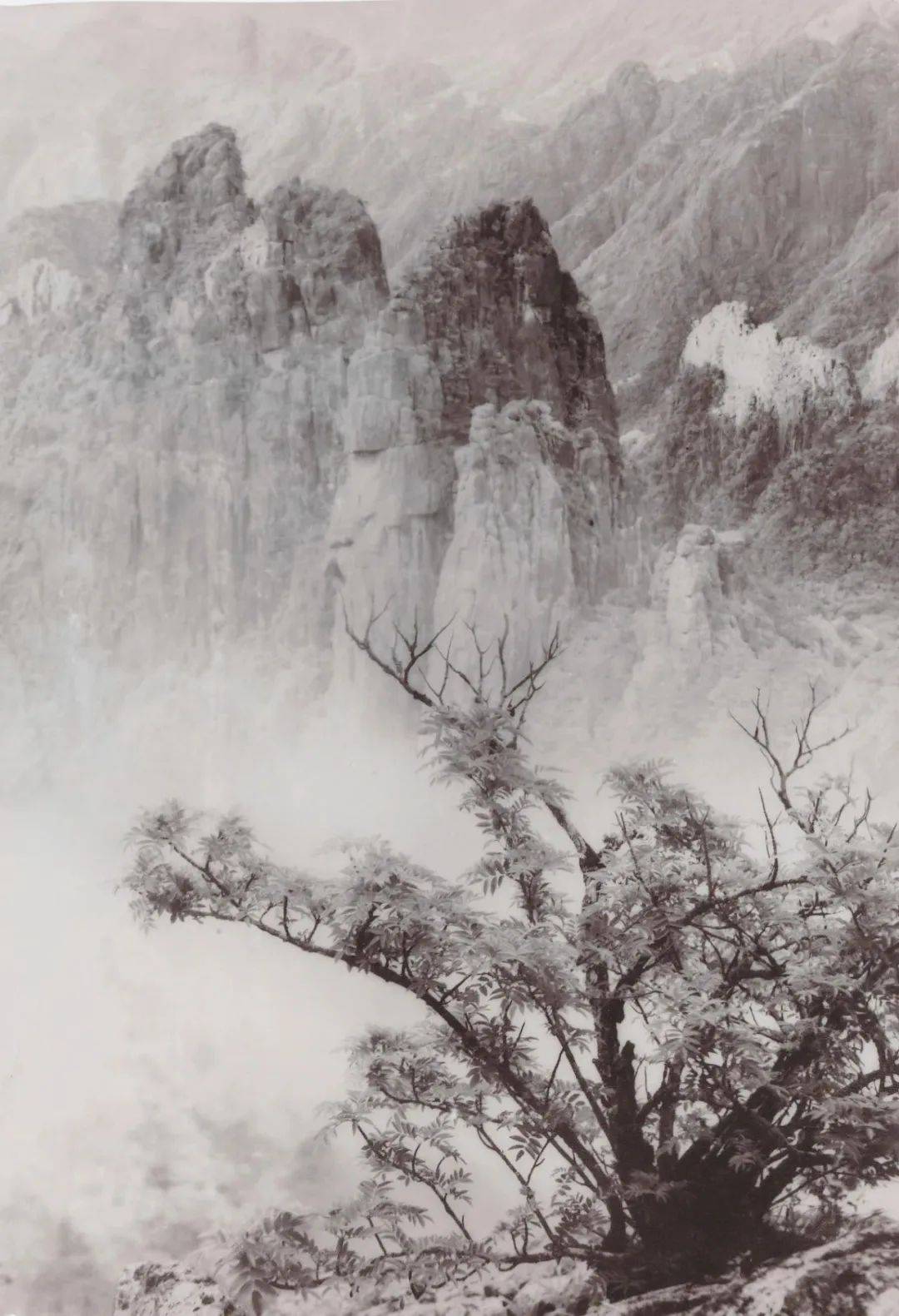 郎静山《春树奇峰》:融合中西艺术的摄影佳作