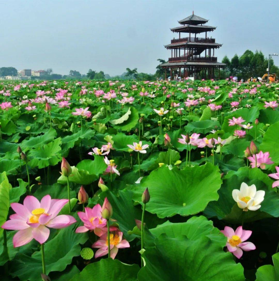 7月10日,第十二届覃塘区荷花文化旅游节盛大启幕