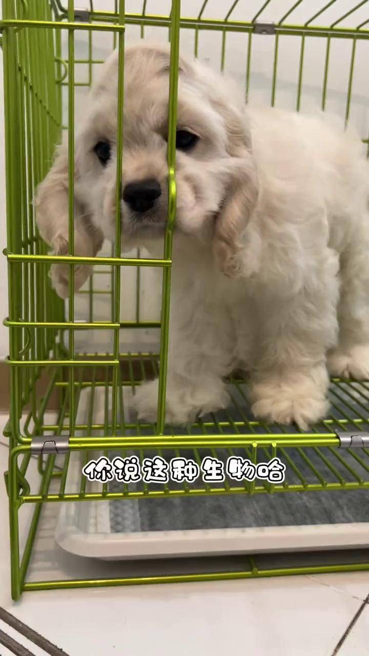 奶白色美卡谁看都喜欢可卡犬 美国可卡 萌宠出道计划 迪士尼小狗