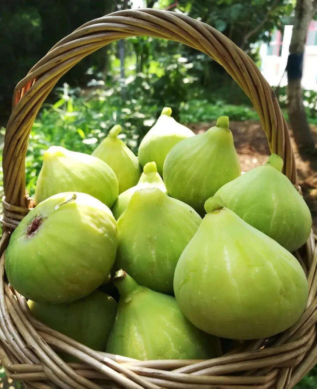 头茬尝鲜!新鲜采摘【威海青皮无花果】