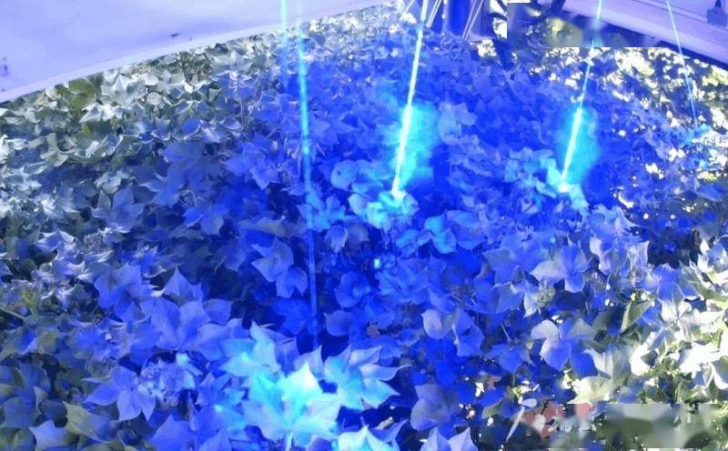 全球首款棉花激光打顶机器人昌吉亮相，识别准确率高作业效率强