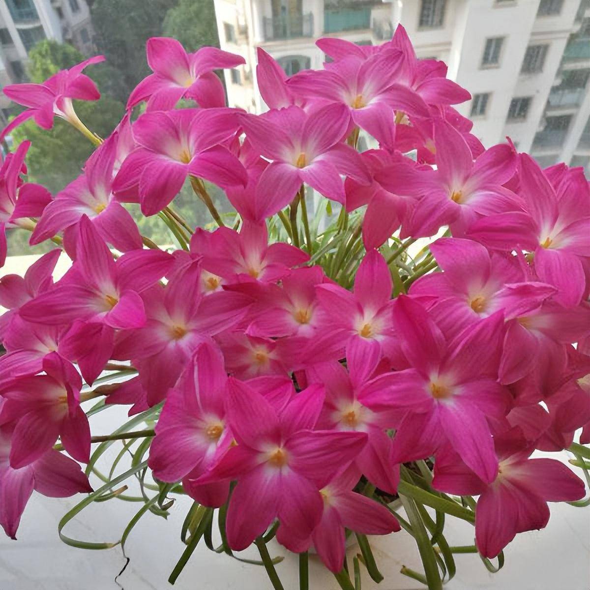 3种顽强的小花,小盆就能养,花朵小巧精致鲜艳,年年有花