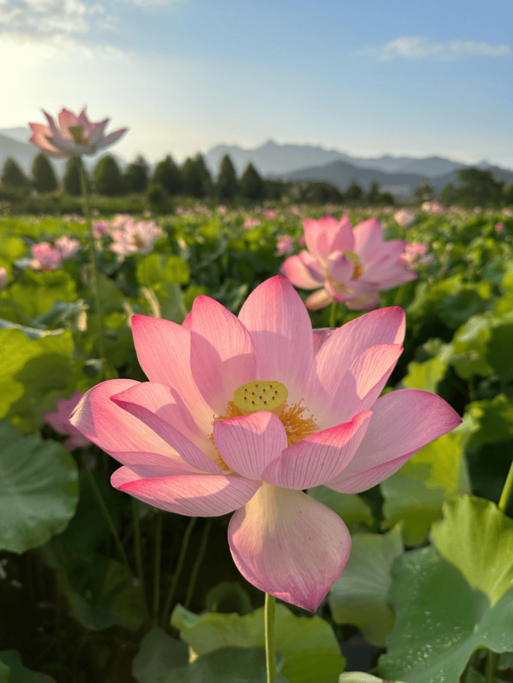 回家乡来 助乡村兴丨高薪白领到50万粉丝主播,南平小伙带火五夫荷花