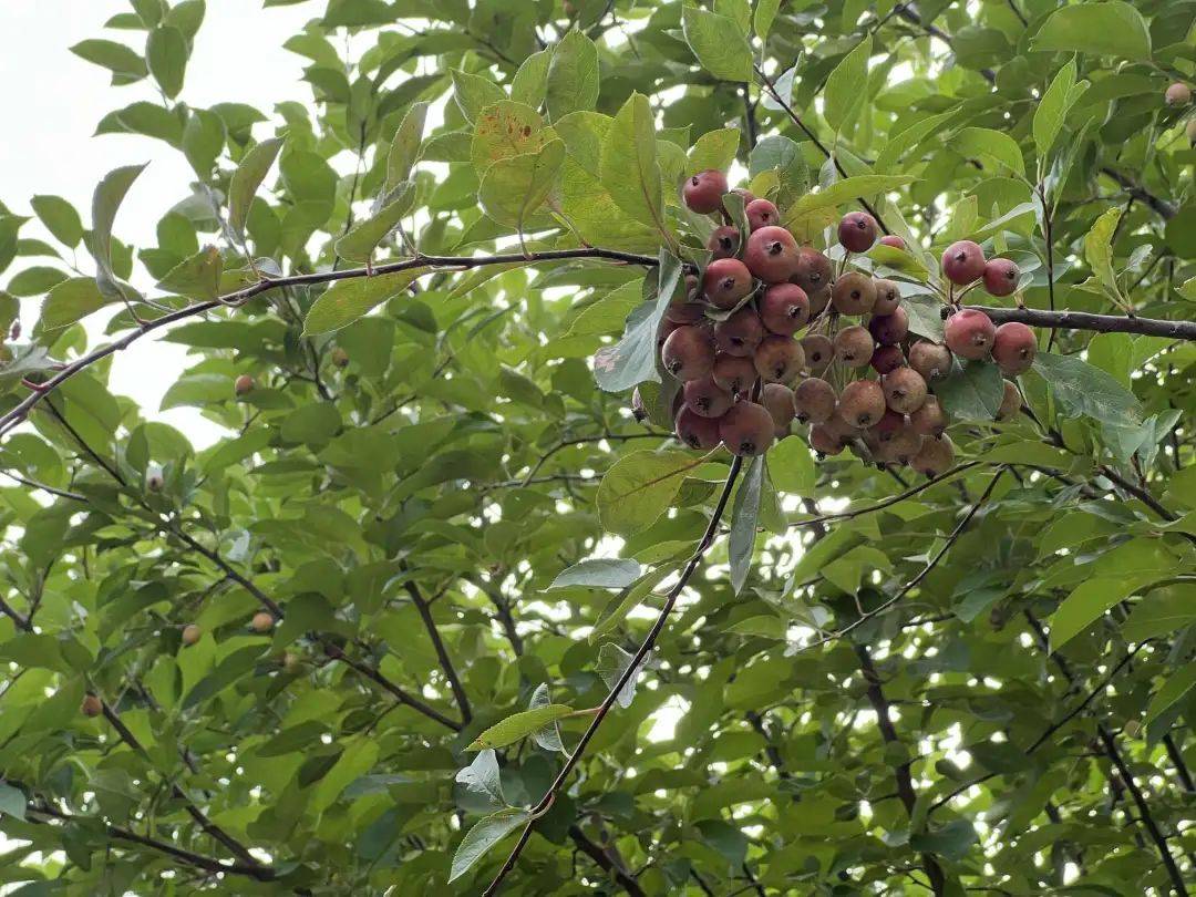 海棠果图片高清大图- 抖音, image size:1080x810