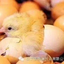 鸡痘的具体症状、分型及诊断要点_黏膜_病变_皮肤