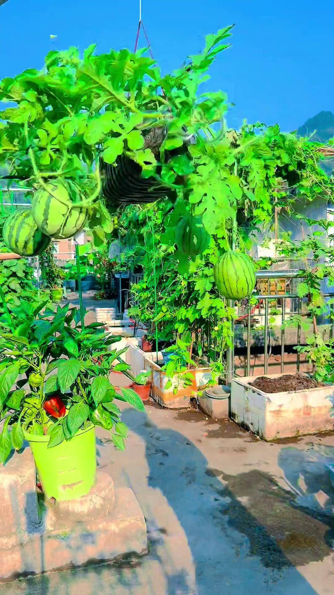 创意盆栽小西瓜