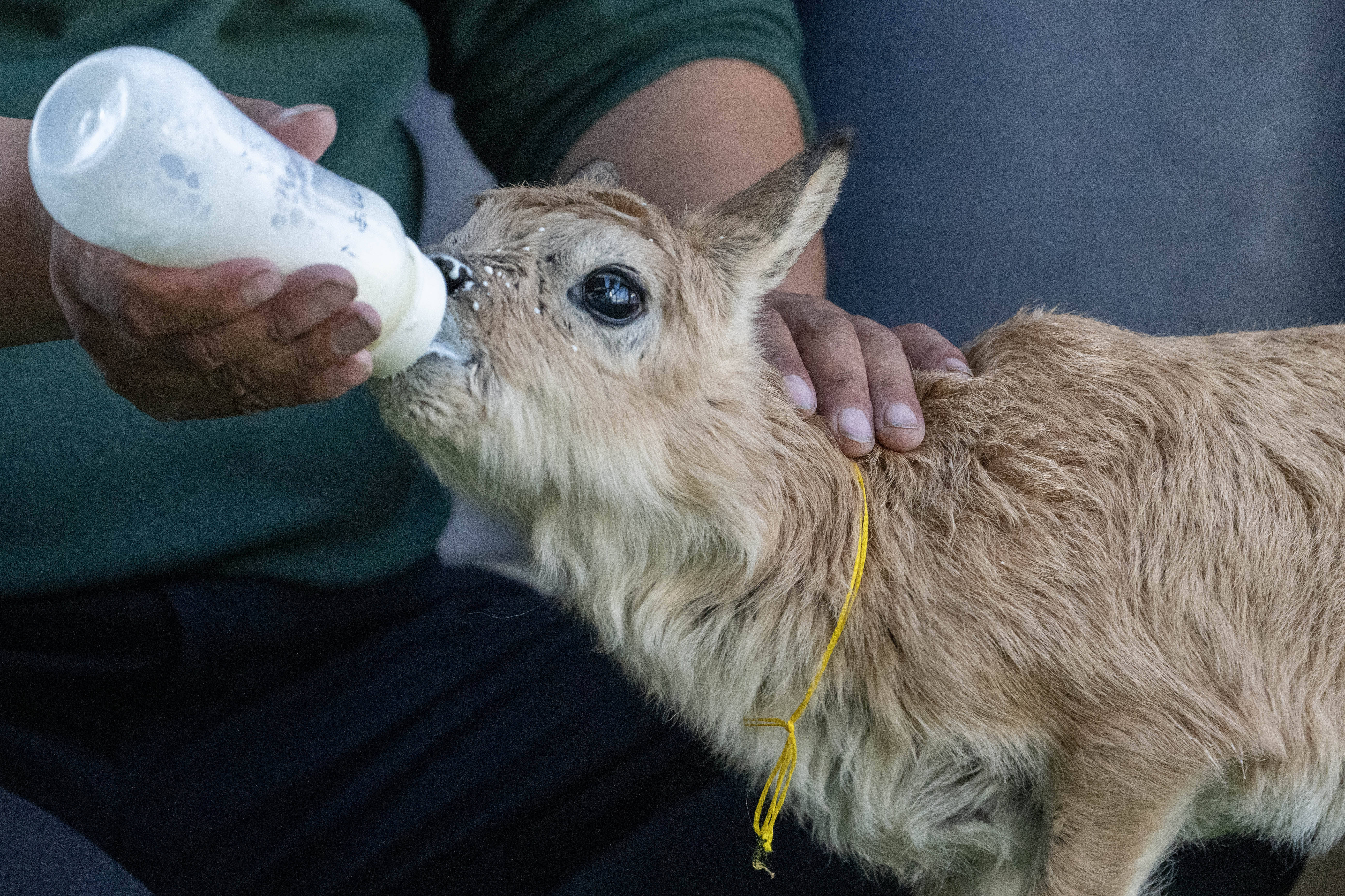 羌塘无人区深处:藏羚羊幼崽渡河记