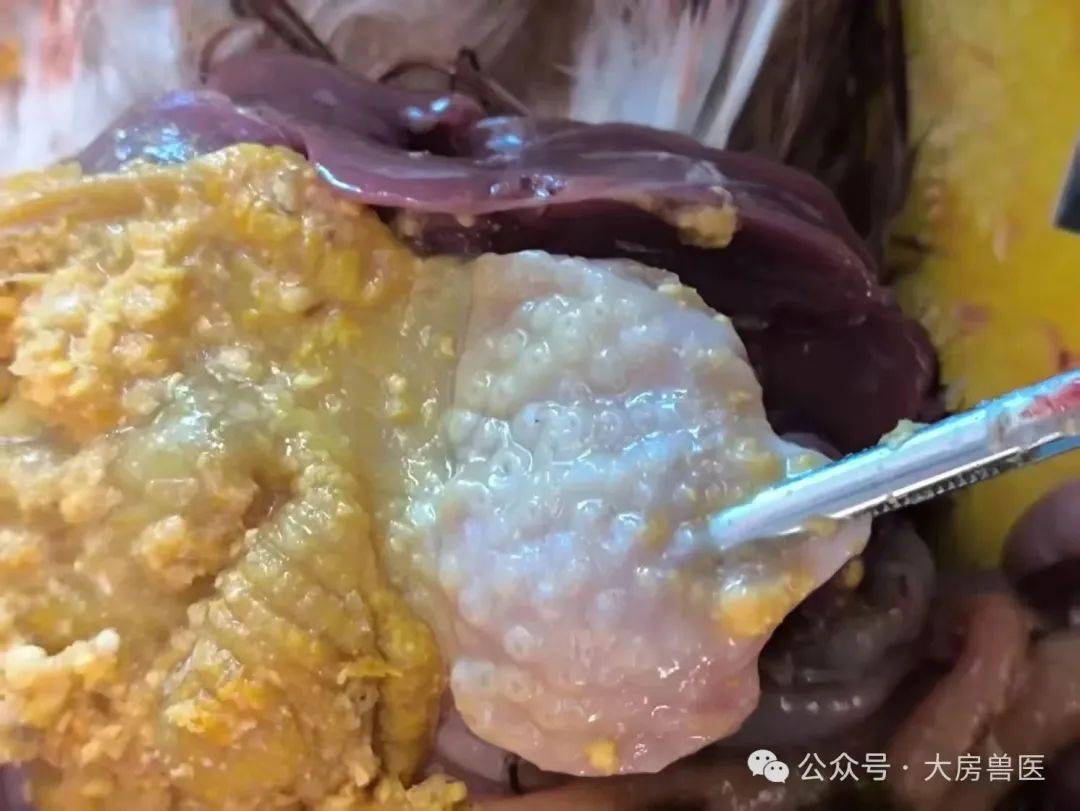 一例肉鸡腺肌胃炎病例的诊治