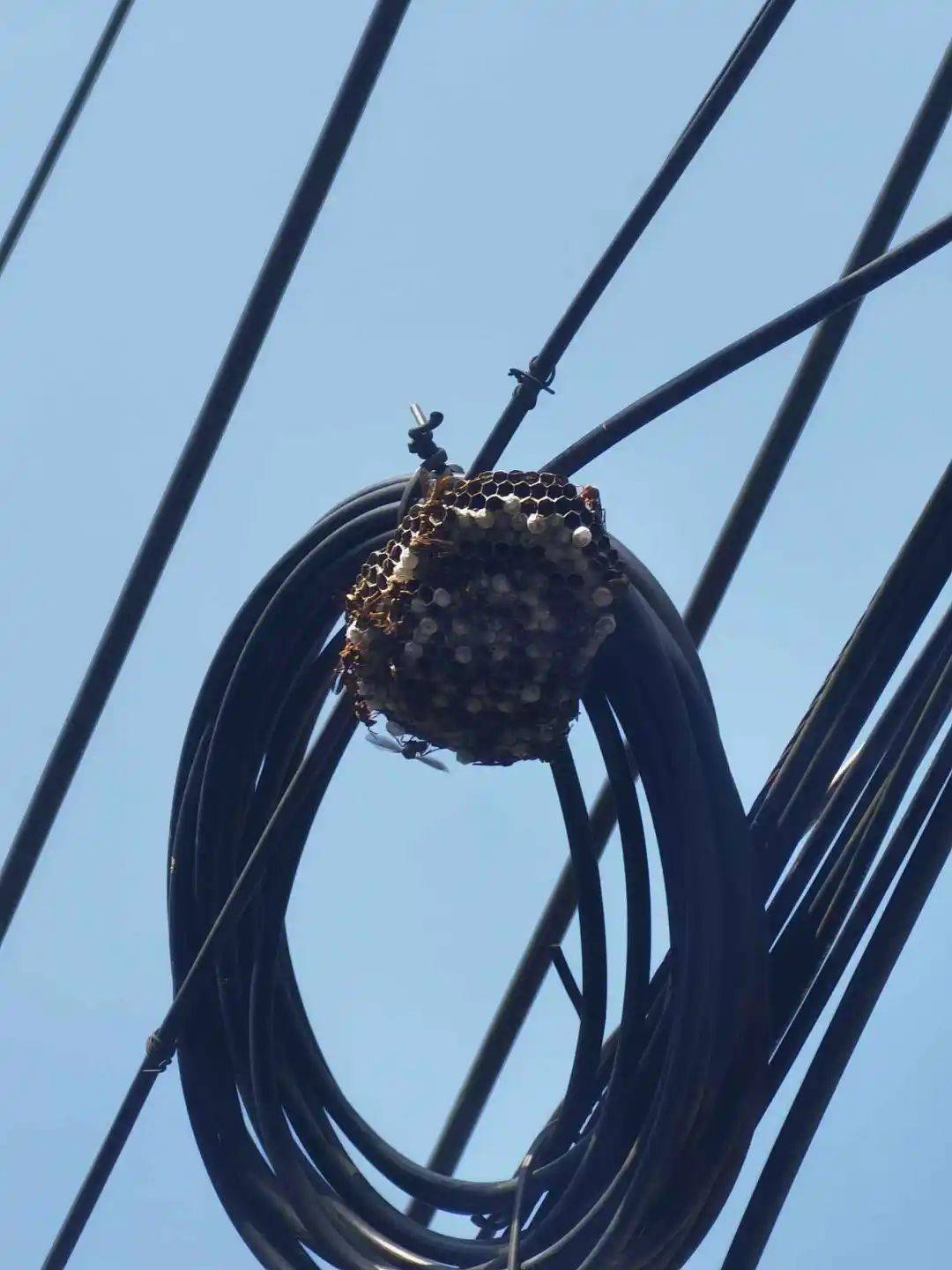 夏季高"蜂"扰民 咸宁消防摘除600余个马蜂窝