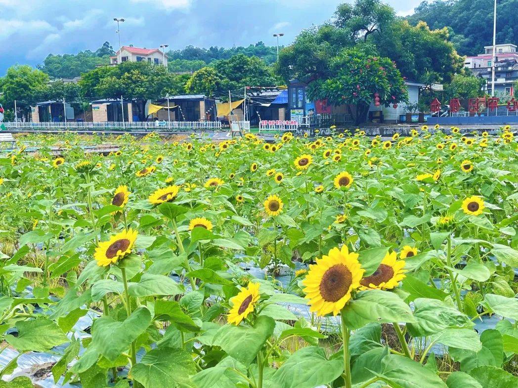 随手出大片!周末相约开平,赏向日葵花海,逛市集,淘好物