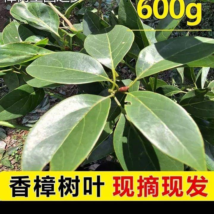 香樟树叶烧成灰能种菜吗？试试就知道！_枝叶_蔬菜_灰烬