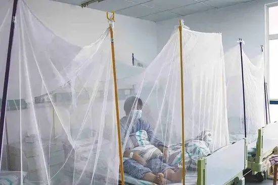 佛山确诊超4000例！张文宏：基孔肯雅热病毒感染主要是轻症，对症治疗即可