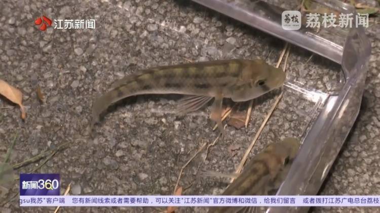南京河流发现成群齐氏罗非鱼鱼苗！这种性情凶猛的热带鱼已扎根繁殖？