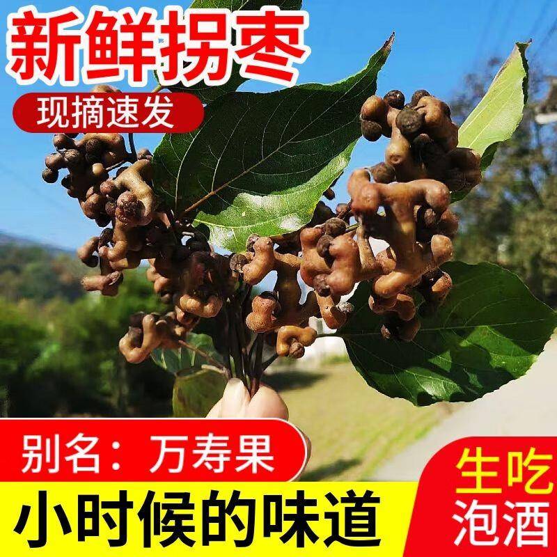 拐枣真好吃，你吃过吗？快来尝尝！_万寿果_生活_自然