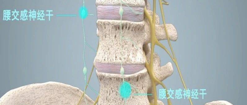 疼痛科医生科普丨腰交感神经阻滞是什么?_下肢_治疗_调节