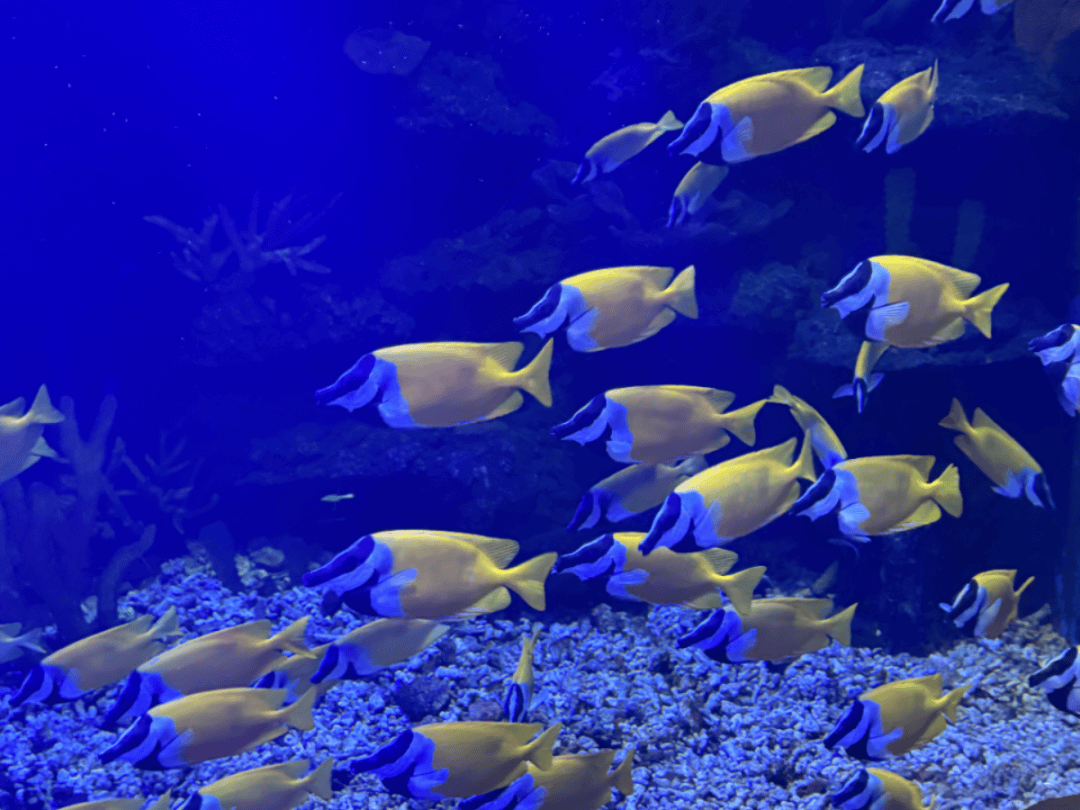 夏日惊喜!鄂尔多斯海洋馆重装开业,千尾新鱼解锁深海奇缘