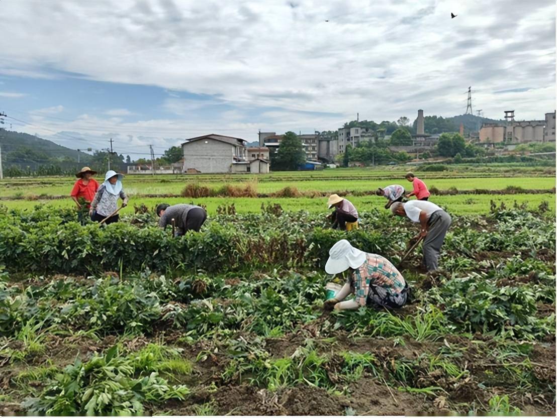 种植什么一亩六七十万(种植什么一亩六七十万斤)
