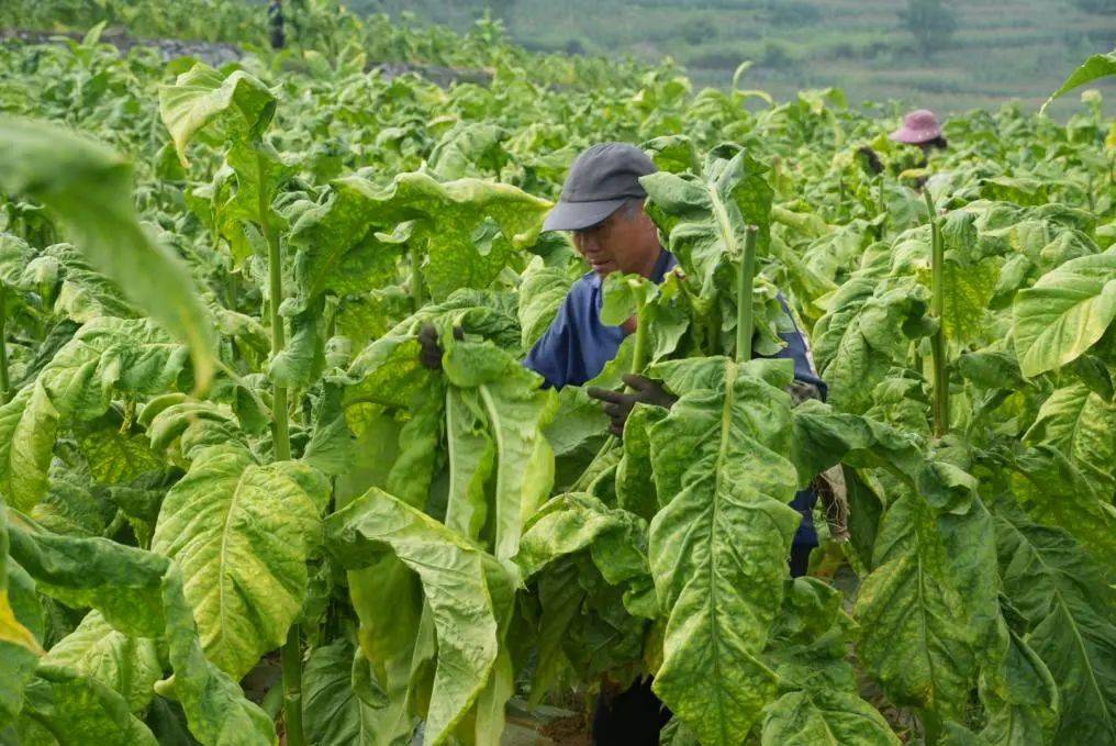 大方县牛场乡:"绿叶"变"金叶",助力乡村振兴