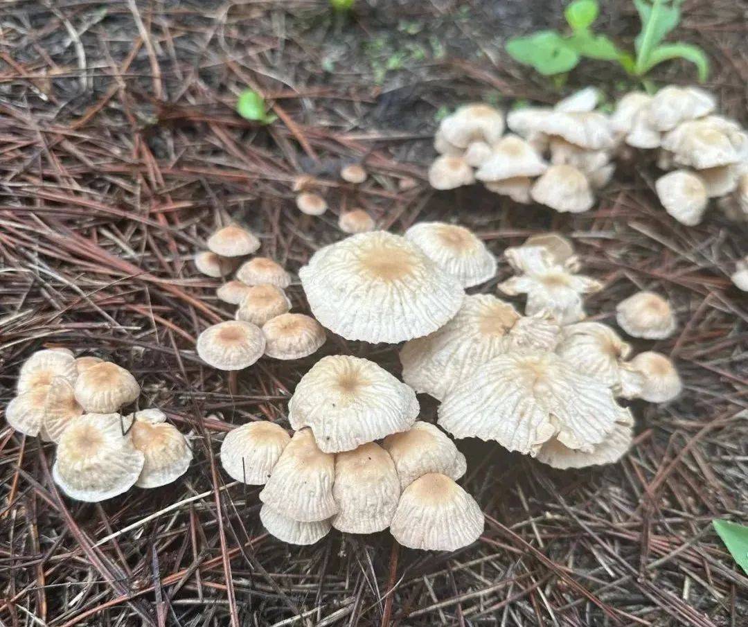 雨后大量出现！可致人中毒！北京疾控提醒——