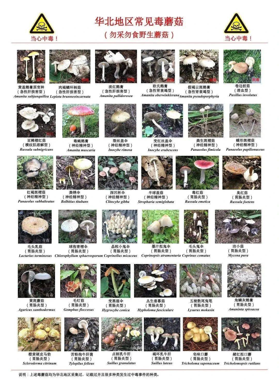 雨后大量出现！可致人中毒！北京疾控提醒——