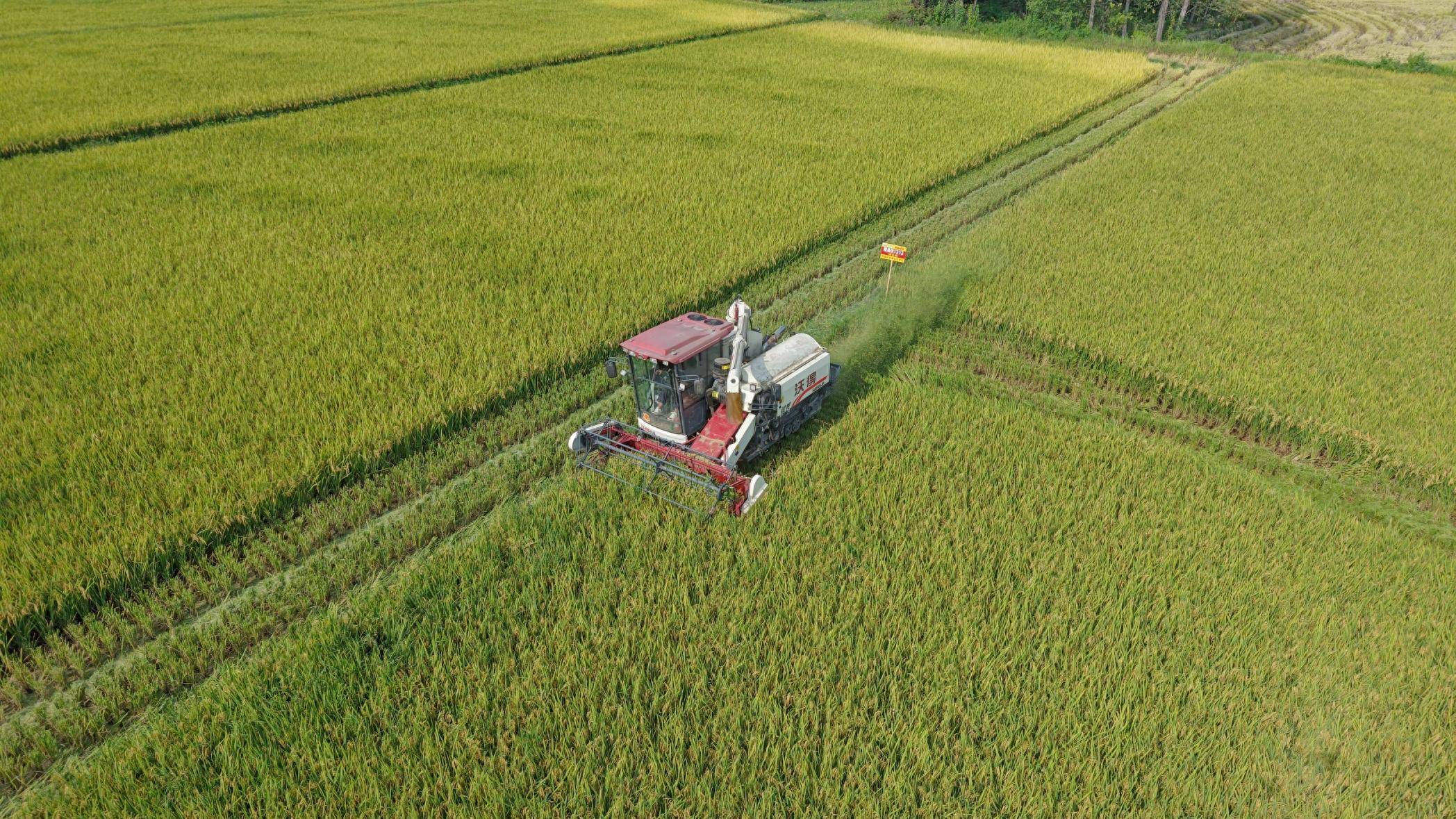 信阳103万亩再生稻头茬开镰