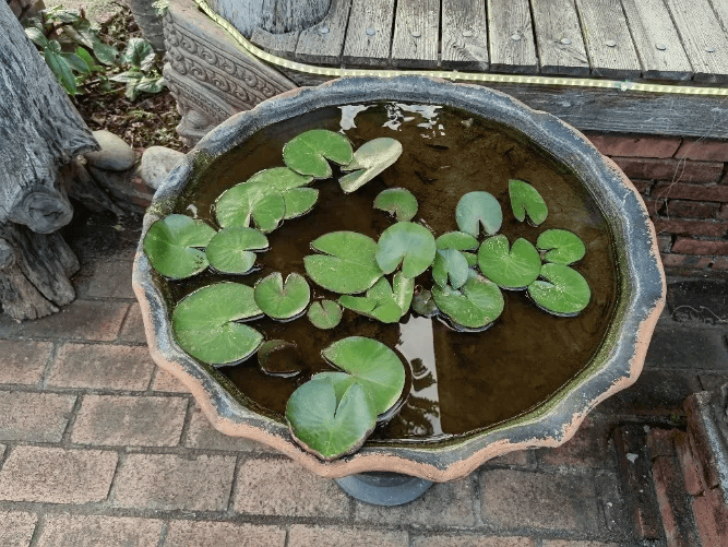 家里的这几个地方，正悄悄“养”出花斑蚊！快自查→