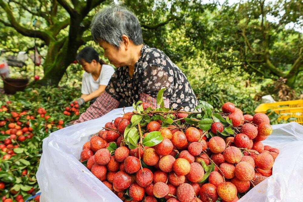 广州从化五万斤荔枝保住了！暴雨致道路中断，无人机铺出“天路”