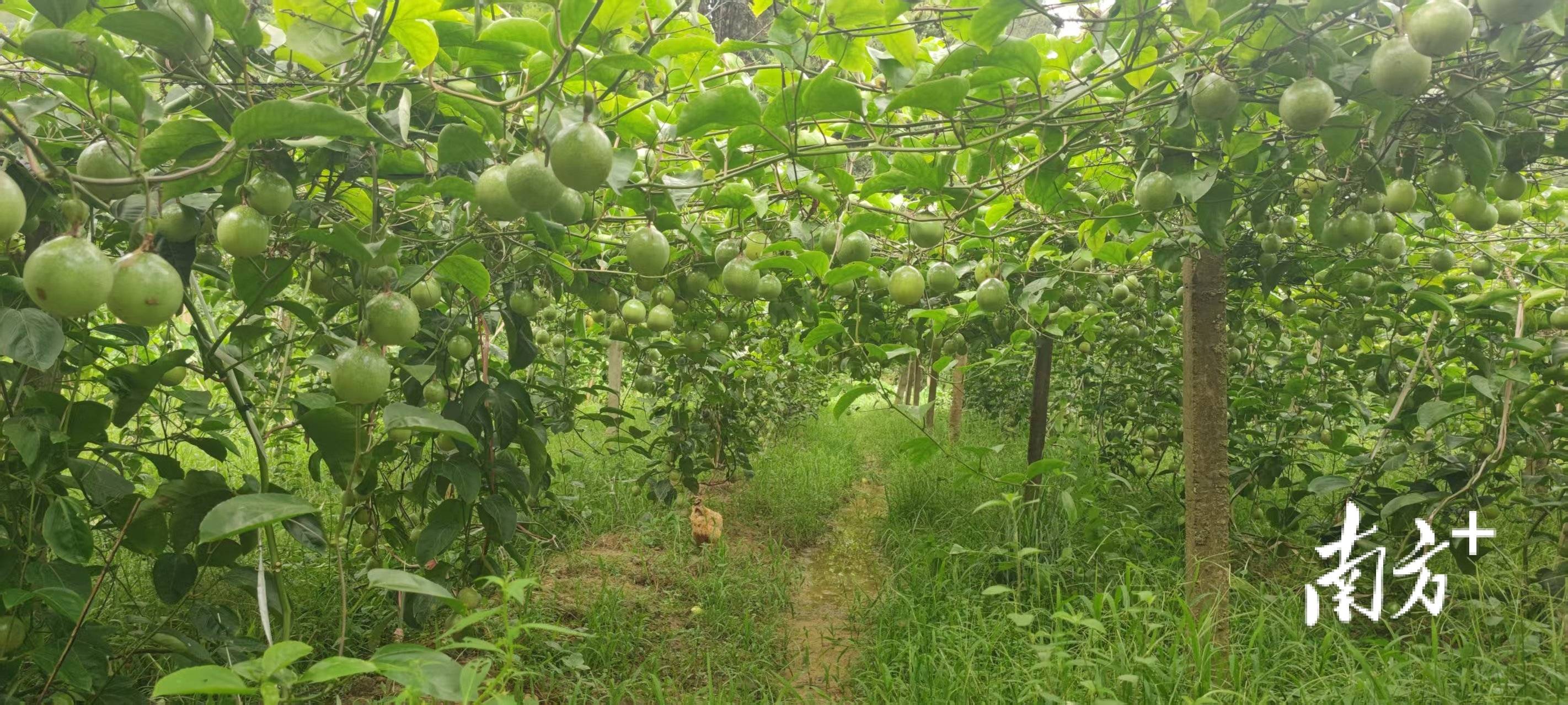 科技特派员"点对点"技术指导,百香果基地迎丰收