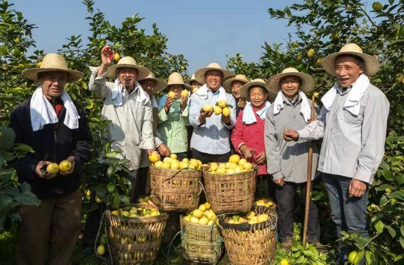 资阳安岳：48万亩“柠海”践行“绿水青山就是金山银山”
