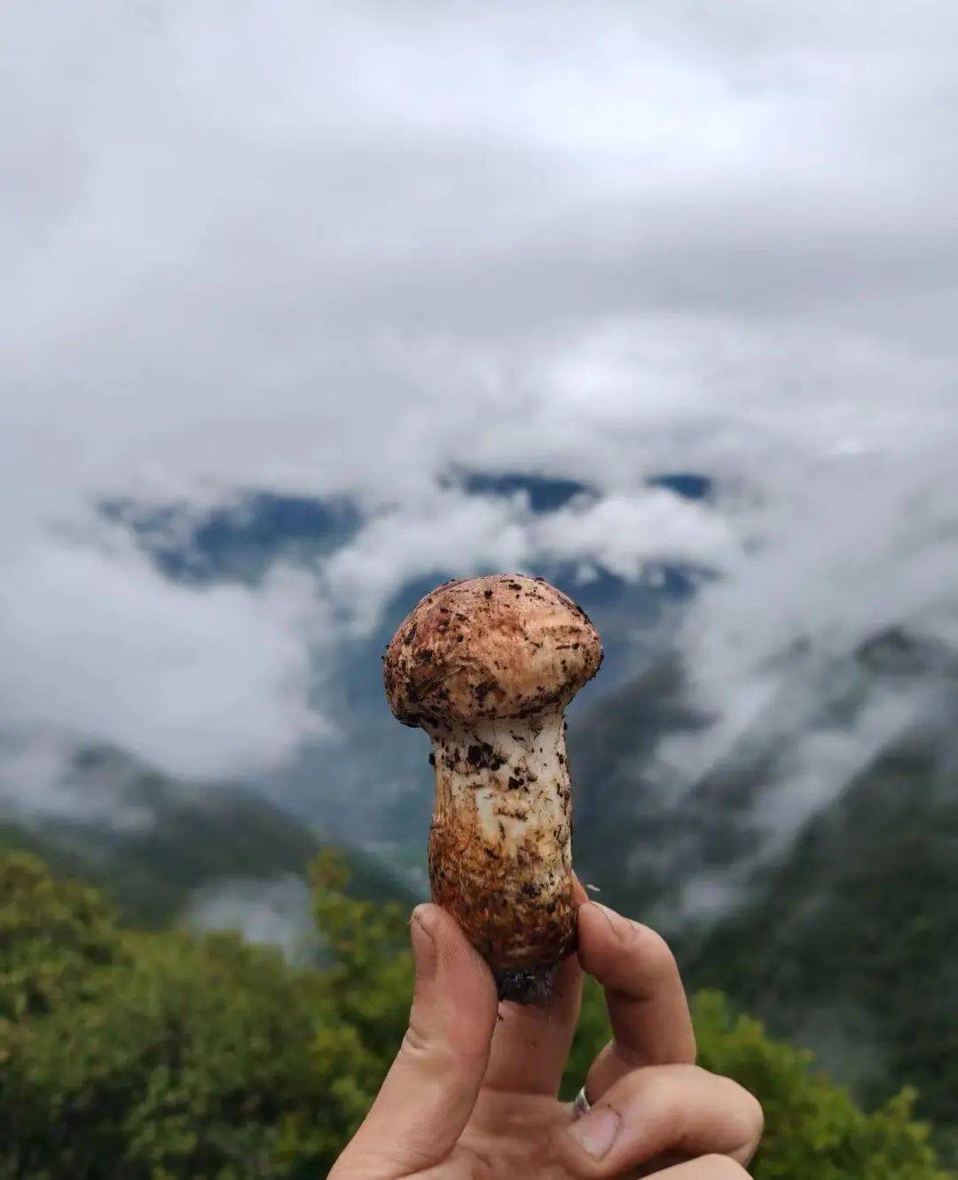 香格里拉新鲜松茸