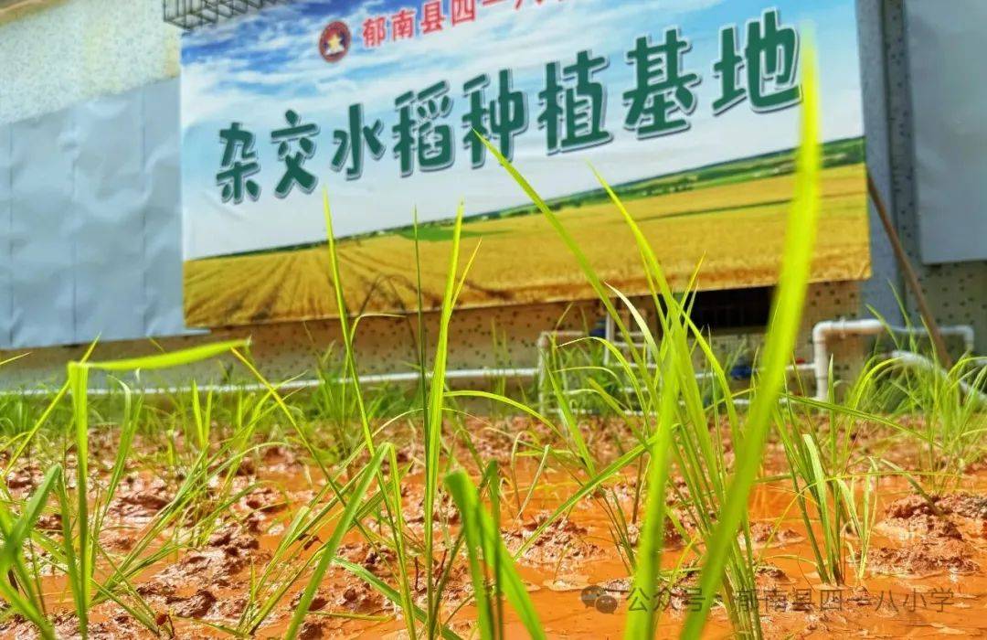 稻田学耕耘 实践助成长