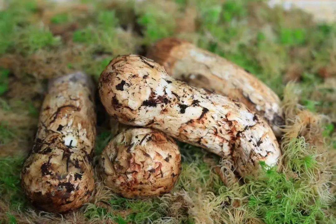 香格里拉新鲜松茸