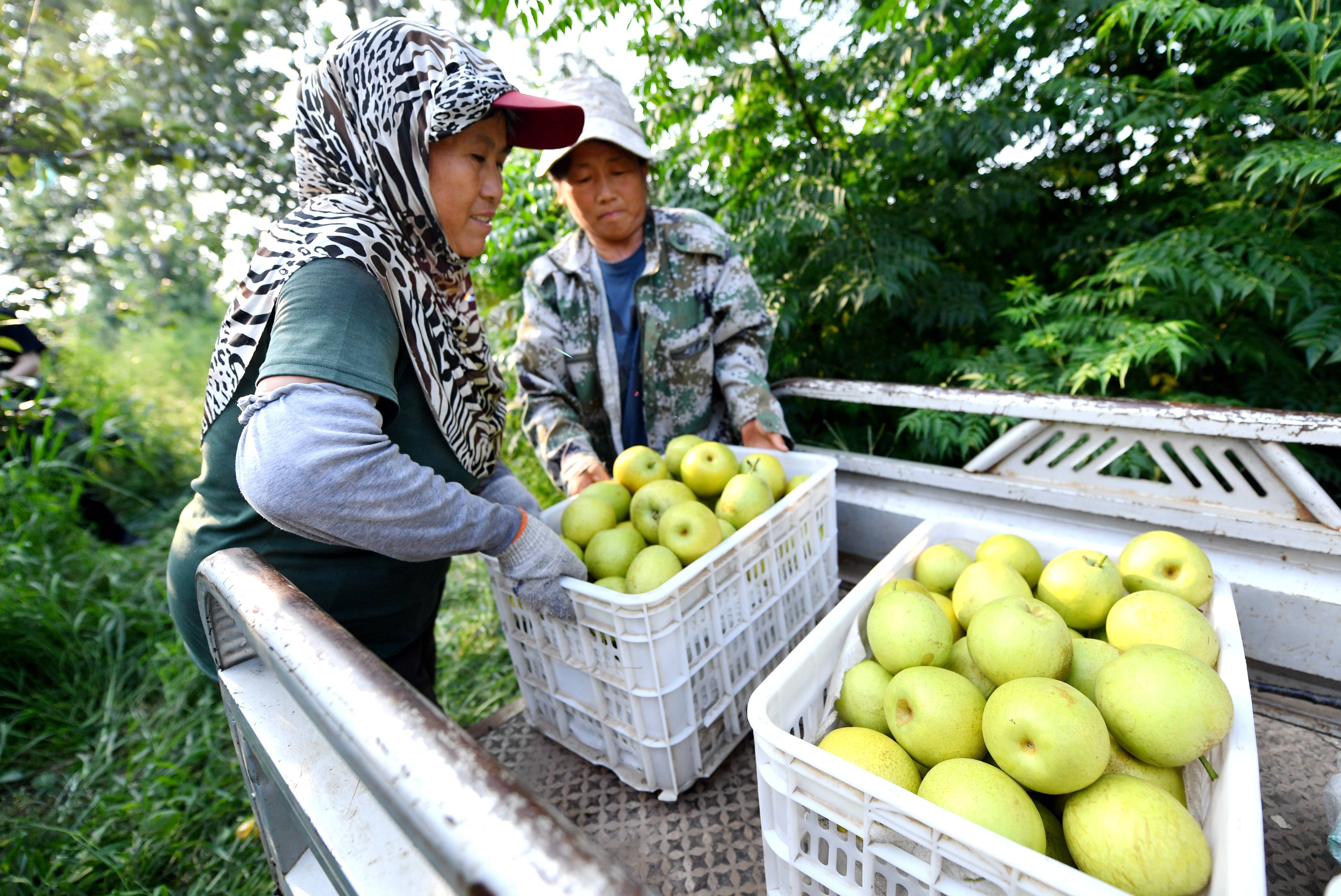 河北威县:"威梨"丰收香满园