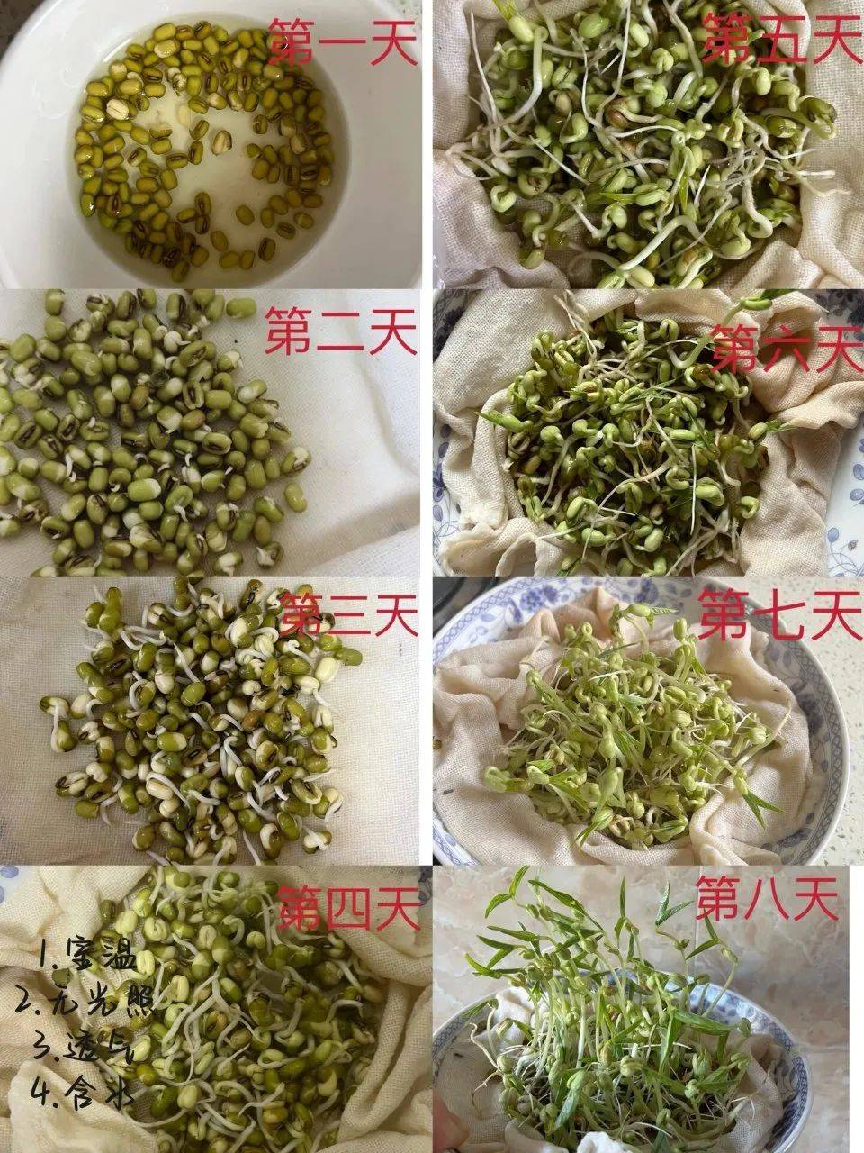 夏日里的生命奇迹:种子萌发探索之旅