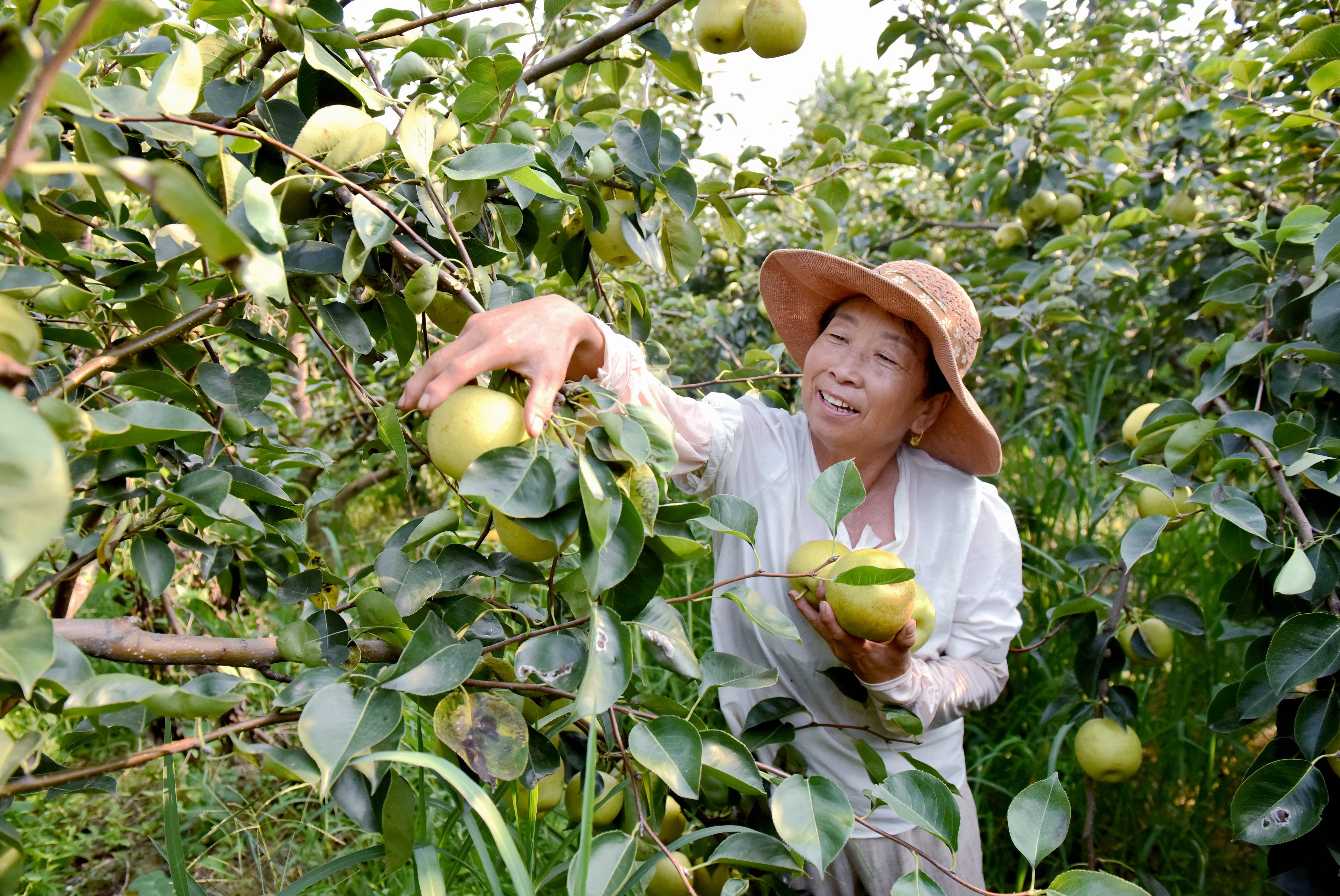 河北威县:"威梨"丰收香满园