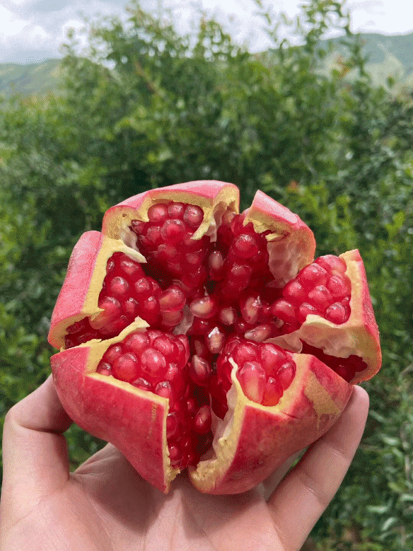 果肉晶莹剔透,粒大籽软,软籽能直接吃