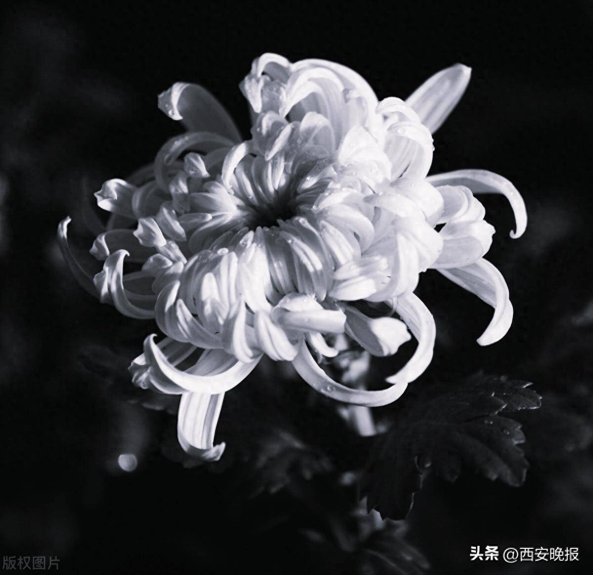 黄丹丹已去世,年仅35岁