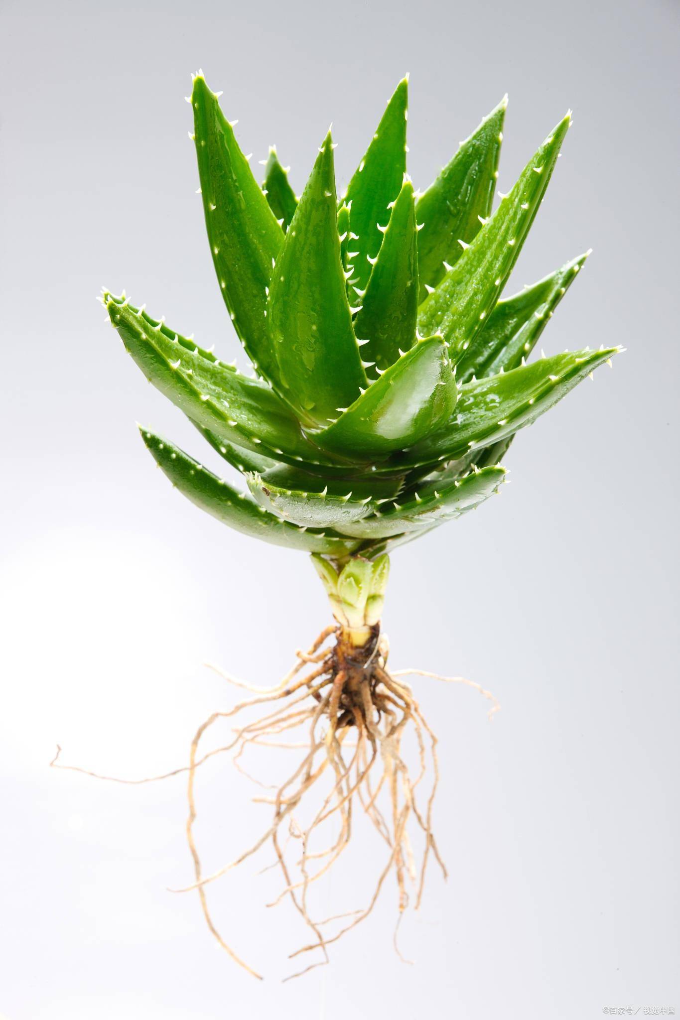 芦荟窗台千年刀三招养出青玉急救箱