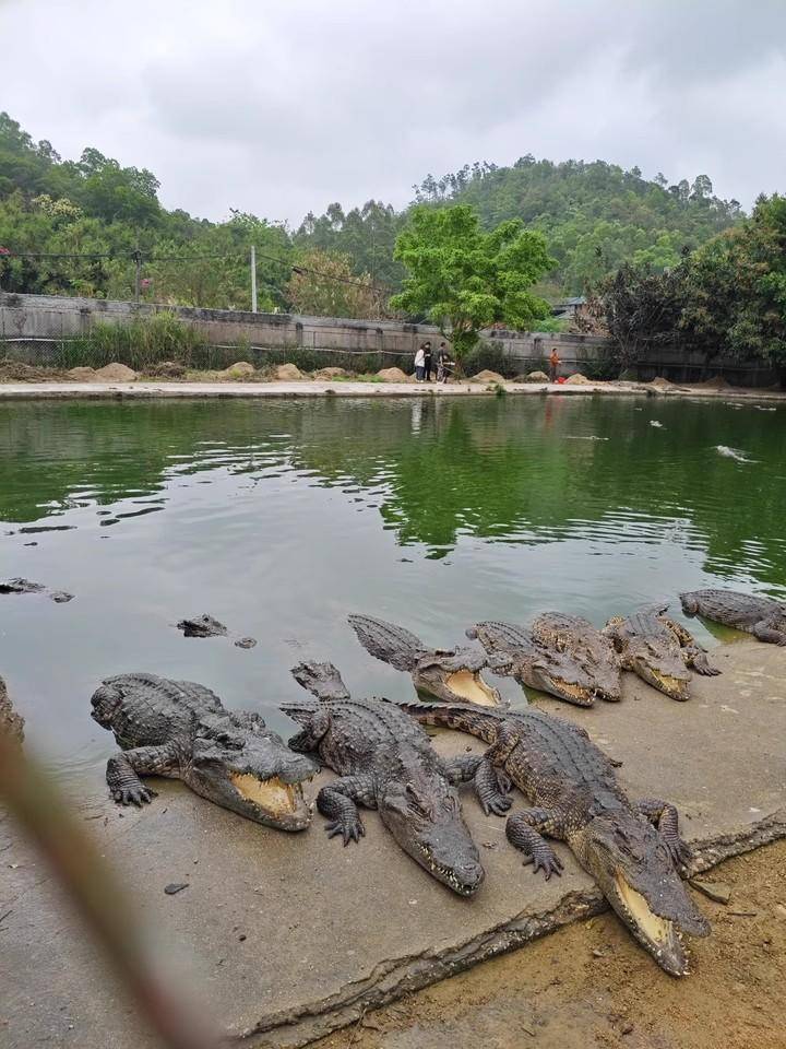 广东“鳄鱼女神”修鳄鱼池欠工程款，2500斤鳄鱼被法拍：“需自行负责抓捕”