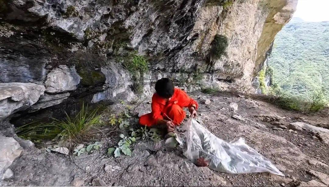 户外博主私采国家二级保护植物“崖白菜”？重庆警方已介入调查，律师：或触犯刑法