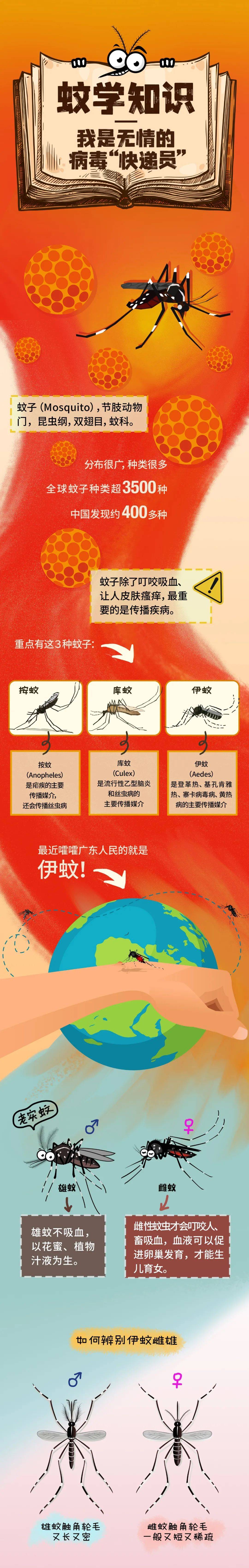  广东的病毒蚊子是从哪里来的(广东的蚊子是什么品种)