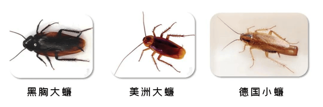 小心！你的快递正在“偷渡”小强！