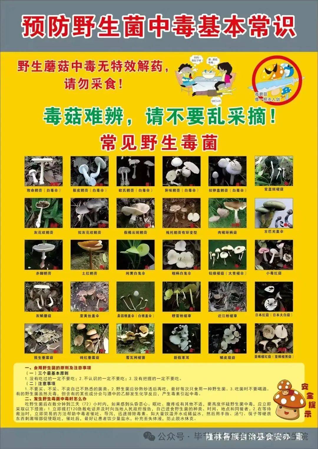 慎食野生菌 远离毒蘑菇