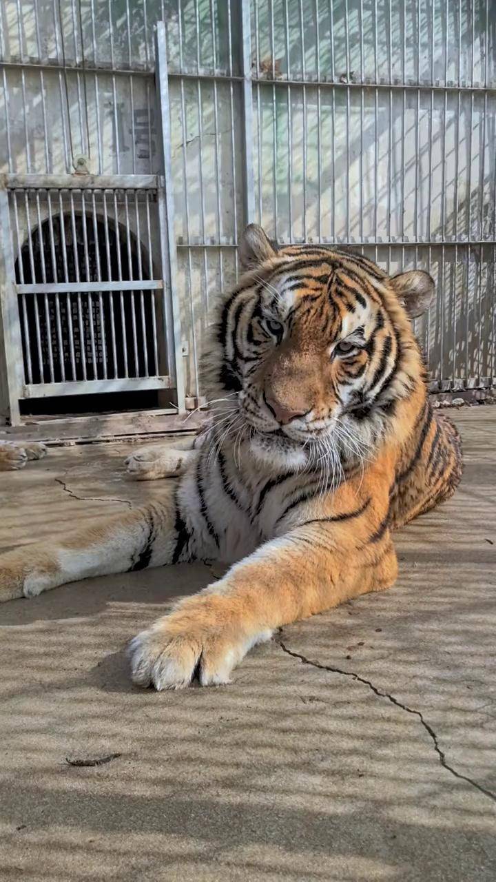 东北虎相亲现场,一言不合就打架!动物园东北虎